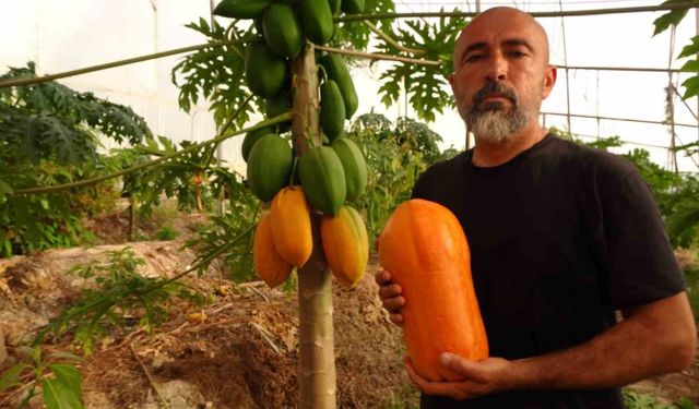 Tropikal papaya meyvesinde hasat heyecanı: Kilosu 90 TL'ye kadar çıkıyor