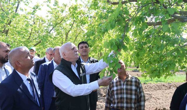 TZOB Genel Başkanı Bayraktar: 'Iğdır'daki kayısı bahçelerimiz dondan zarar gördü'