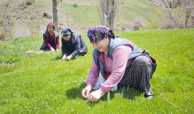 Yabani otların arasından özenle seçilerek, jilet yardımıyla tek tek toplanıyor