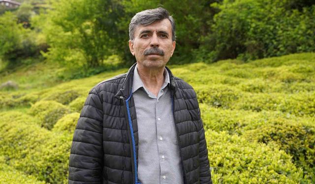 Yaş çay sezonuna sayılı günler kala üreticiler hazırlıklarını sürdürüyor