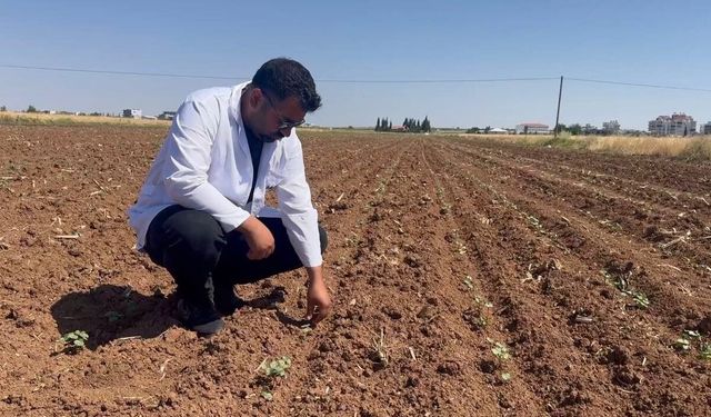 Hububat hasadıyla birlikte pamuk tarlalarını bekleyen tehlike