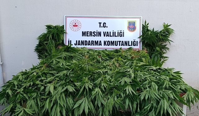 Ormanda kenevir yetiştirenlere suçüstü operasyon: 2 tutuklama