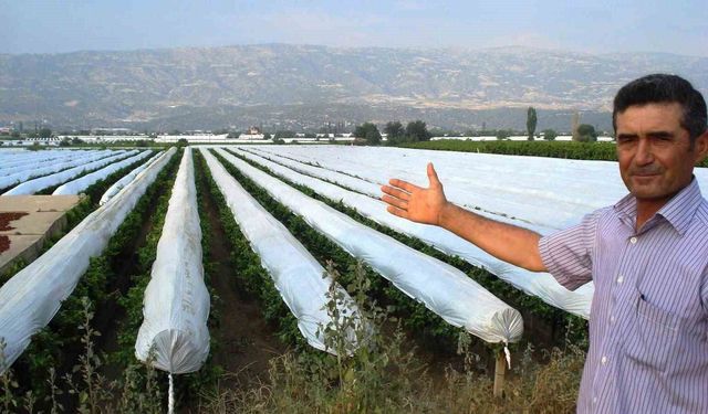 Sarıgöl Ovası beyaza bürünmeye hazırlanıyor