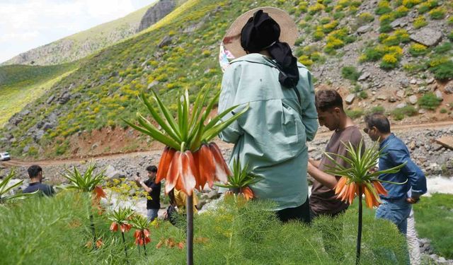 Şırnak'ın saklı cennetinde ters laleler mest etti