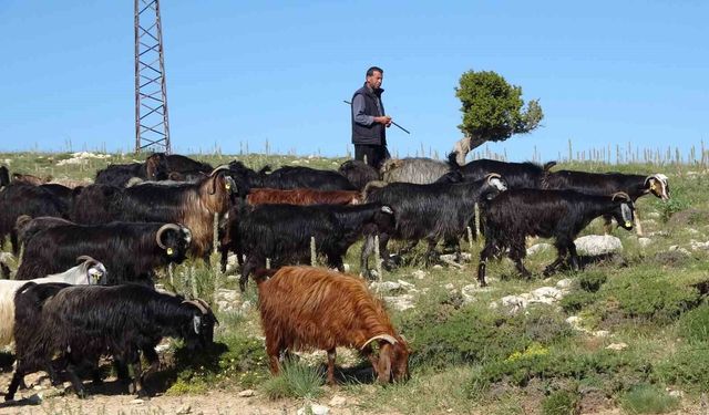 Türkiye'nin Keçi Başkenti Mersin'de Yayla Sezonu Açıldı