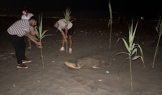 Caretta carettayı yuva yaparken gören gençler, duyarlılık gösterdi önlem aldı