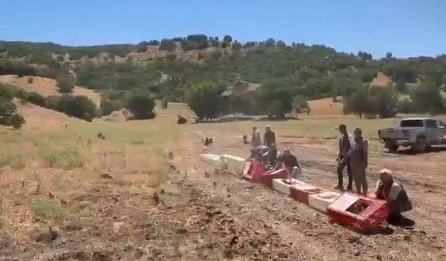 Elazığ'da kenelerle mücadele için doğaya keklik bırakıldı