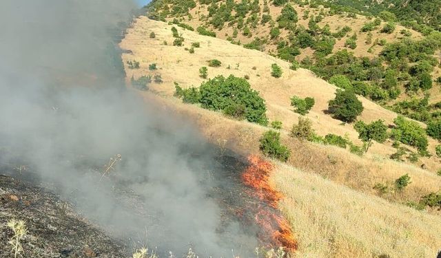 Malatya'da orman yangını