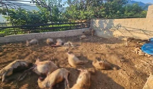 Silifke'de Kurt Kabusu :  29 Koyun Telef Oldu