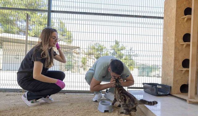Mersin'de yaralı hayvanlar yeniden yaşama tutunuyor