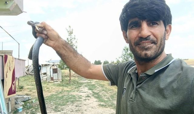 Siirt'te evine giren yılanı eliyle yakaladı