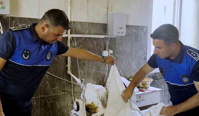 Tarsus'ta fırın denetimlerinde haşereli hamur tespit edildi