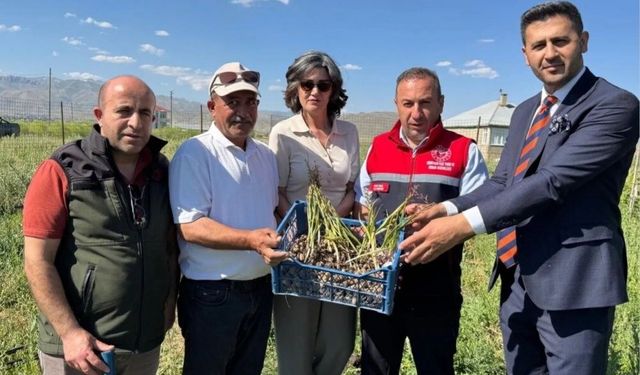 Yüksekova'da tarımda yeni dönem: Yoncalı köyünde ilk ticari salep hasadı yapıldı