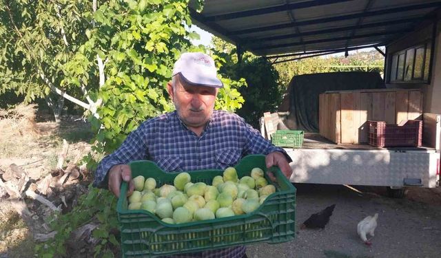 Mersin'de incir hasadı başladı
