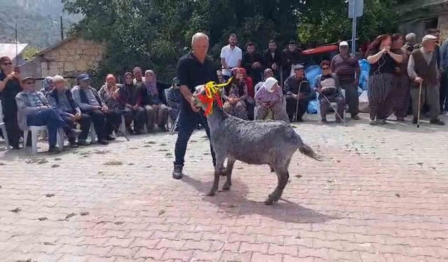 Mut'ta 'keçi güzellik yarışması' düzenlendi