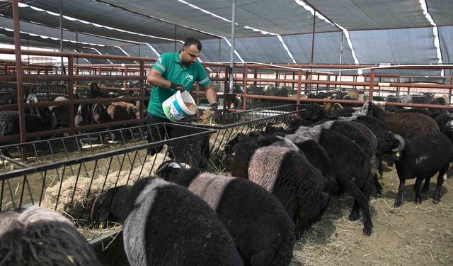 Mersin'de 420 yetiştiriciye 10 bin 500 küçükbaş hayvan desteği