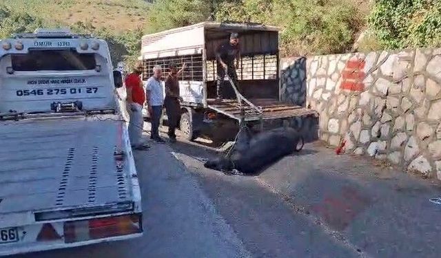 Mersin'de kamyonetten düşen büyükbaş hayvan bayıltılarak götürüldü