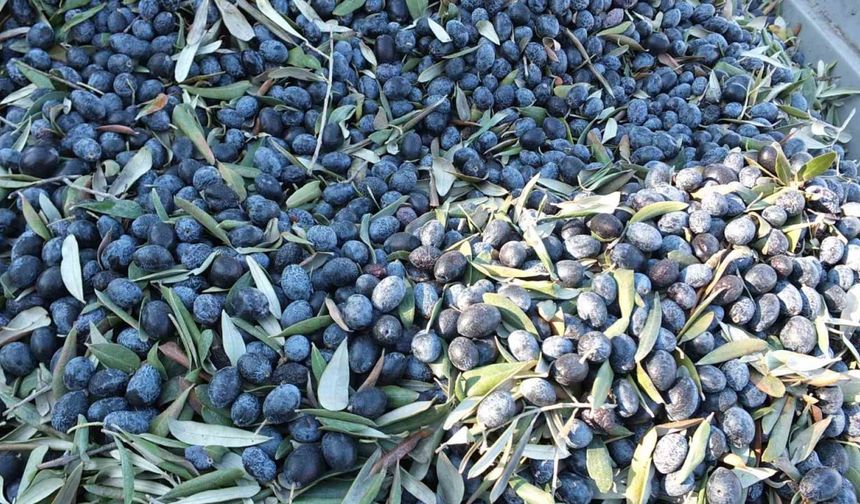 Balıkesir’de kuraklıktan büyüyemeyen zeytin yüz güldürmedi