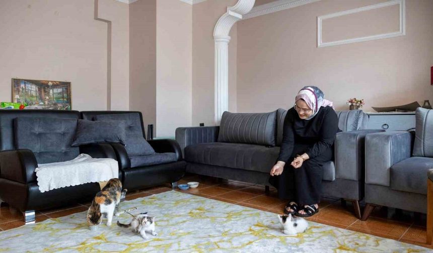 Cami avlusuna sığınan anne kedinin yavruları sahiplendirilecek