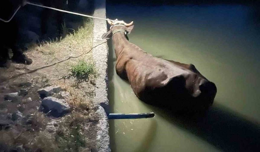 Adıyaman’da havuza düşen inek kurtarıldı