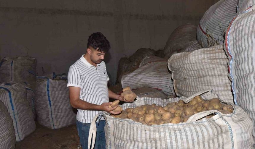 Ahlat’ta binlerce ton patates alıcı bekliyor