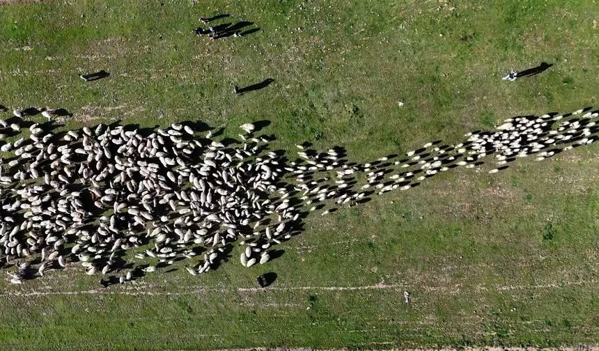 Ahlat’ta koyun ve kuzuların buluşması havadan görüntülendi