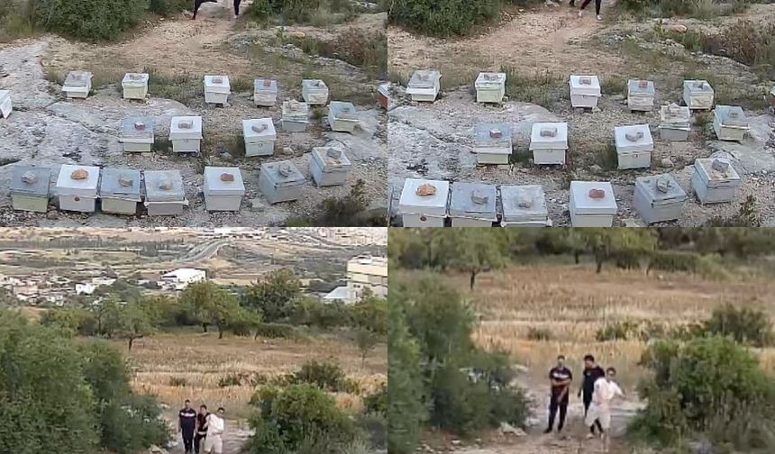 Arılara taşlı saldırı: Güvenlik kamerası o anları kaydetti