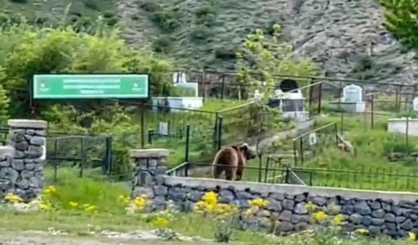 Artık her yerdeler