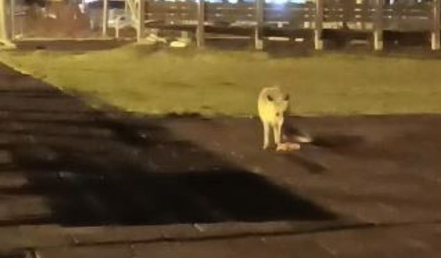 Artvin şehir merkezindeki çocuk parkında tilki sürprizi
