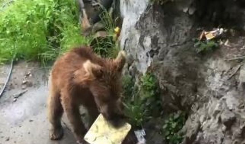 Artvin’de ayı paniği