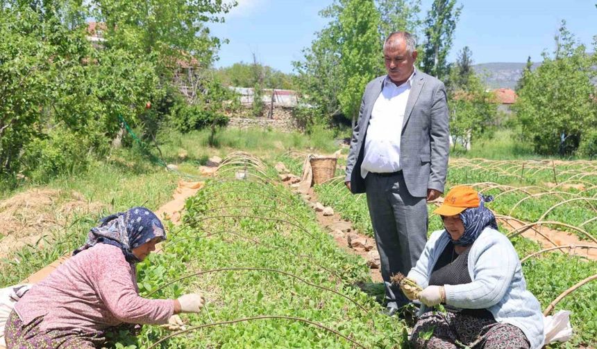 Avanslarını almaya başlayan tütün üreticileri fidelerini toprakla buluşturdu