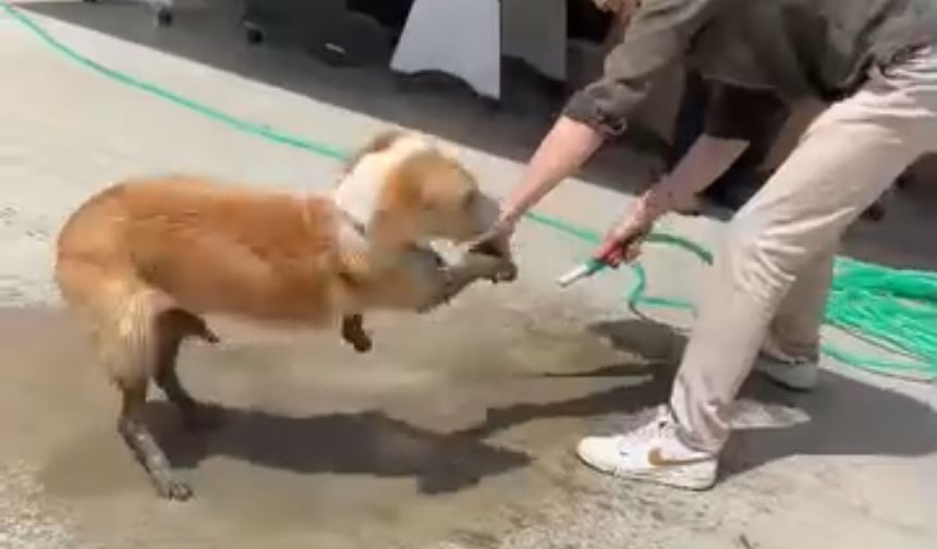Ayakları betona bulanan köpeğe esnaftan yardım eli