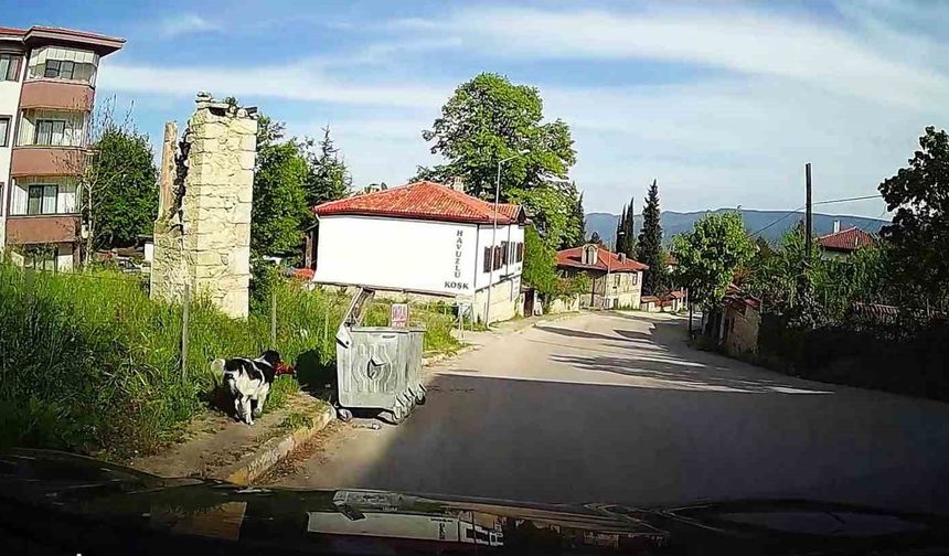 Başıboş köpeğin tavuğu alıp kaçtığı anlar kamerada