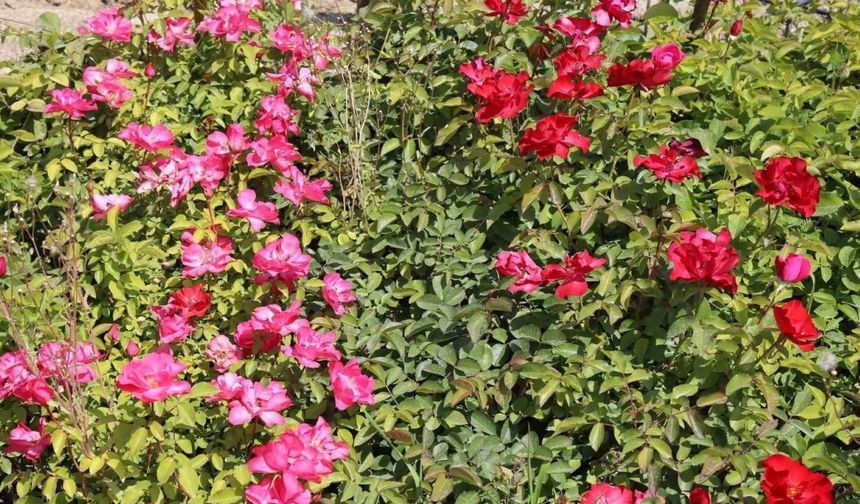 Battalgazi’nin park ve bahçeleri kendi ürettiği çiçeklerle güzelleşiyor
