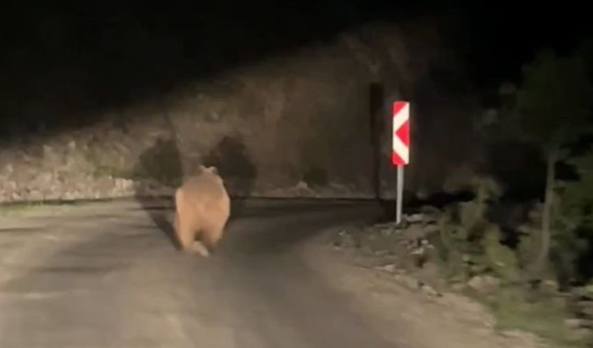 Bolu’da otomobil gören ayı korkup böyle kaçtı