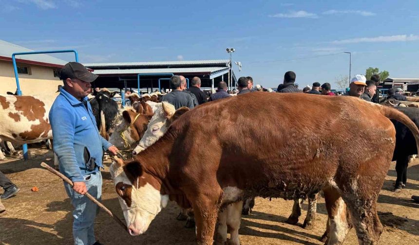 Canlı hayvan pazarlarında kurban hareketliliği başladı