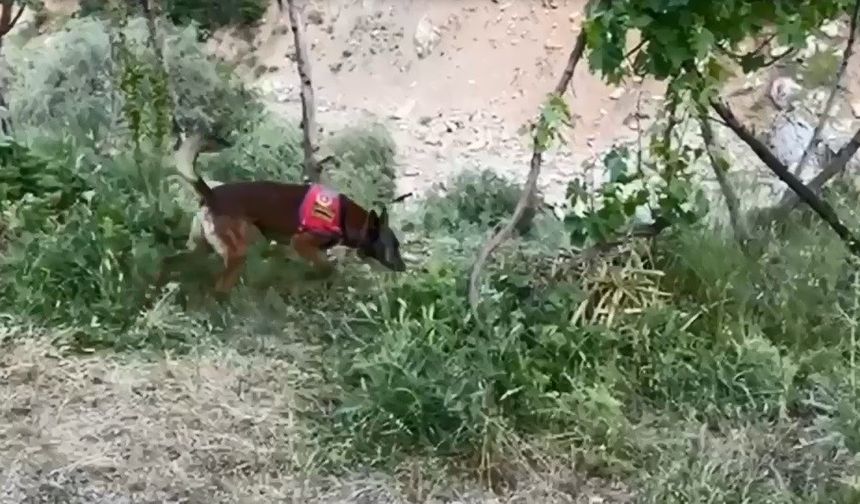 Dere kenarına gizlenmiş esrarı dedektör köpek buldu