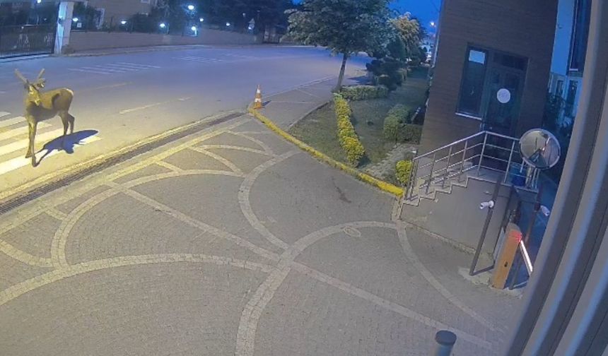 Doğaya salınan kızıl geyikler şehri çok sevdi