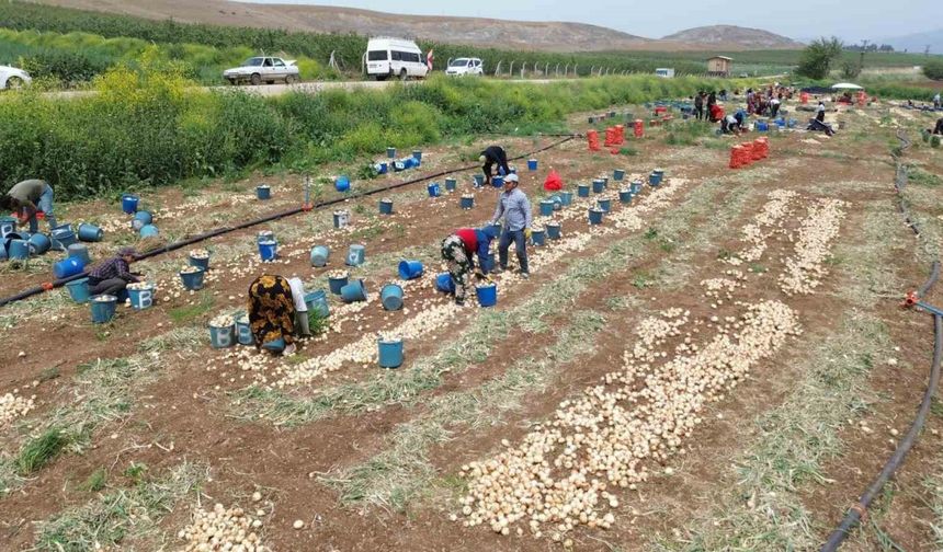 Don ve kuraklığın rekolteyi etkilemediği soğan, tarladan 8 TL’den alıcı buluyor