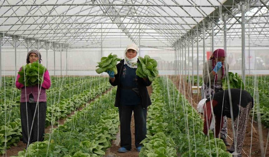 Erzincan seralarında marul hasadı başladı