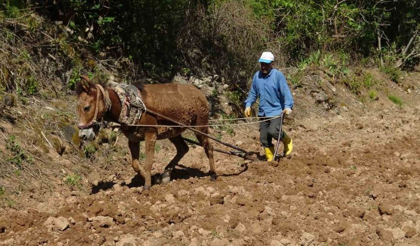 Gercüş’te dededen kalma yöntemlerle imece usulü pirinç ekimi