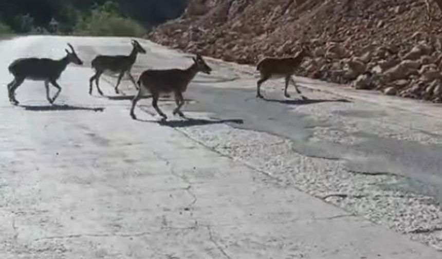Gümüşhane’de vaşak ve dağ keçileri yollara indi