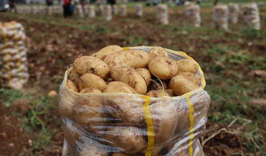 Hepsi geri gönderildi: Yurt dışından gelen 2 bin tondan fazla patates virüslü çıktı