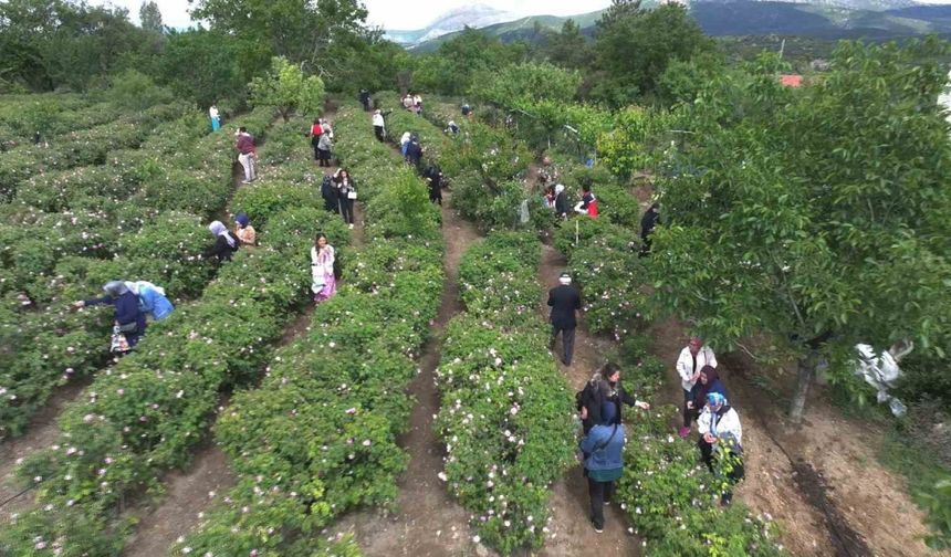 Isparta’da gül hasadı, festival coşkusunu doruklara taşıdı