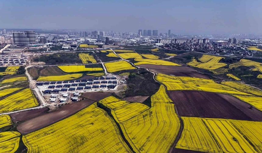 İstanbul kanola tarlaları ile süslendi