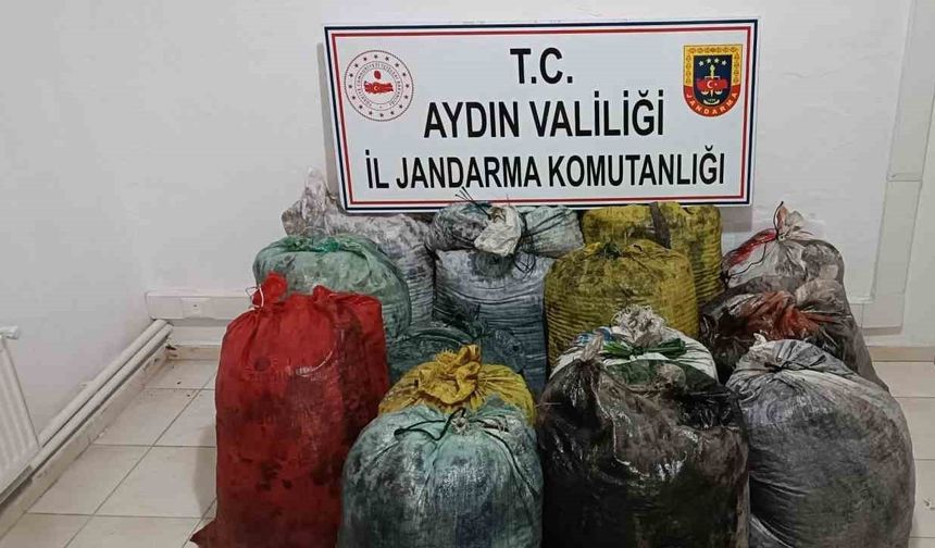 İzinsiz zeytin toplayan 11 şüpheli yakalandı