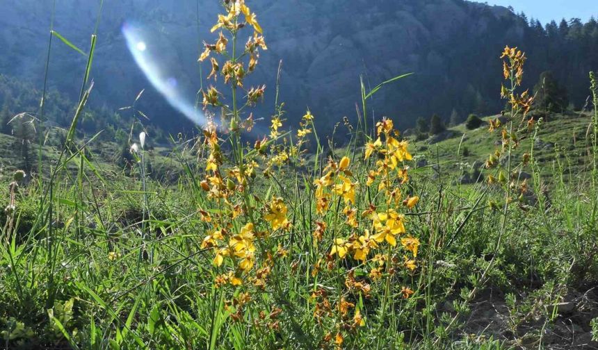 Kahramanmaraş Geben Vadisi Milli Park ilan edildi