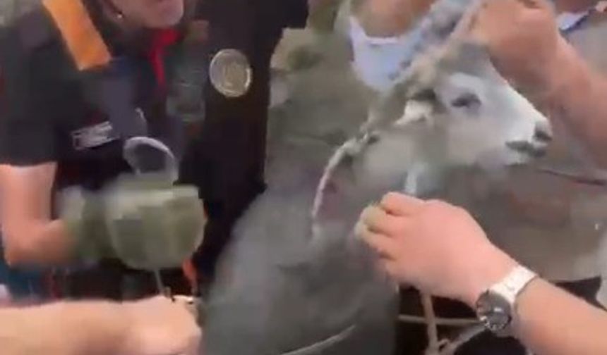 Kahramanmaraş’ta kuyuya düşen keçi kurtarıldı