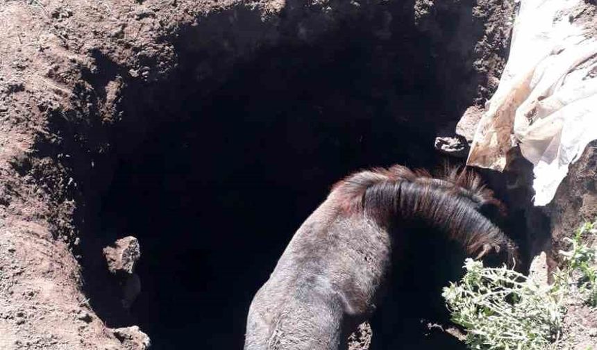 Kars’ta kuyuya düşen atı kendi imkanlarıyla kurtardılar