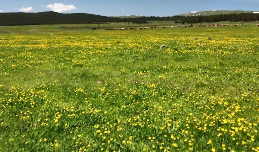 Kars’ta sarıçiçekler görenleri büyülüyor